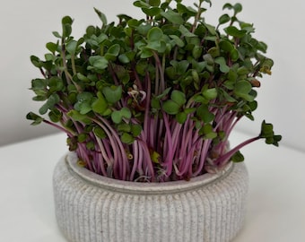 Microgreens Growing Kit! Designed for urban gardeners seeking simplicity and functionality.