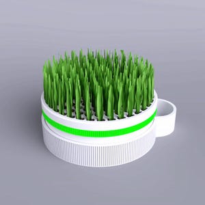 Meow Meadows! "Kattgräsplanterare ett roligt sätt att se din pälskling