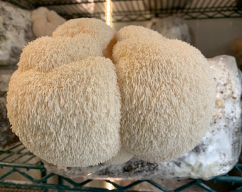 Lion's Mane Mushroom Fruiting Block - 8 lbs (free shipping)