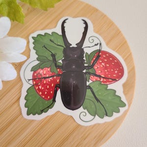 May include: A black stag beetle with large mandibles is surrounded by green leaves and red strawberries. The beetle is on a white background.