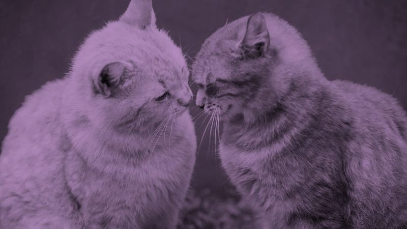 Pet Spirit Reading: Animal Passed. Lost Pet. Dog. Cat. Rabbit. Hamste…