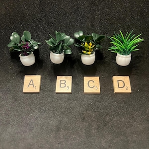 Könnte beinhalten: Vier Miniatur-Topfpflanzen mit grünen Blättern in weißen Töpfen. Die Pflanzen haben unterschiedliche Blattformen und -farben, darunter lila und gelbe Akzente. Darunter befinden sich vier Holzbuchstabenfliesen mit den Buchstaben A, B, C und D sowie Zahlen.