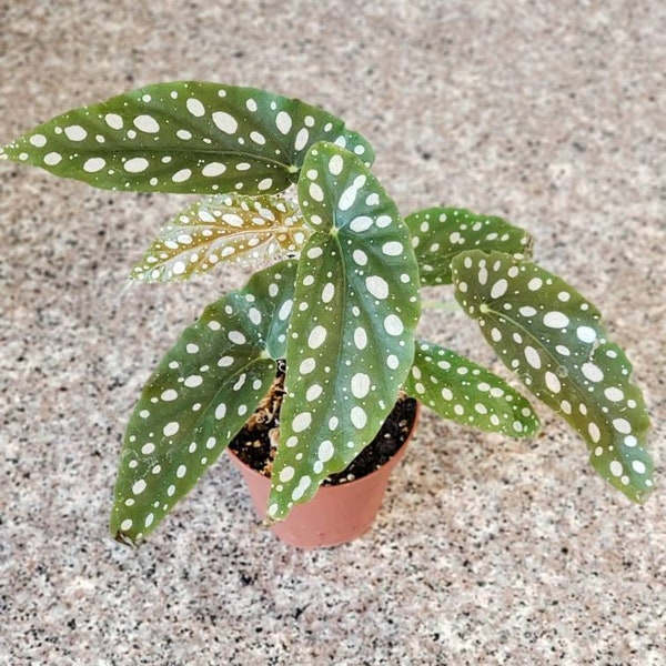 Begonia Maculata Wightii, Polka Dot Plant, Angel Wing Plant 4" planter, Live Plants