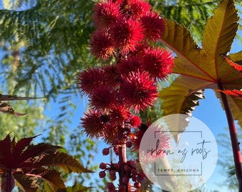 Red Castor Bean Seeds - 25 Pack - Organic & Pesticide Free - New Harvest Ready to Plant - Ricinus Communis