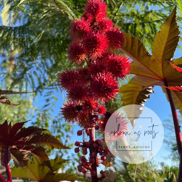 Red Castor Bean Seeds - 25 or 50 - Organic & Pesticide Free - New Harvest Ready to Plant - Ricinus Communis