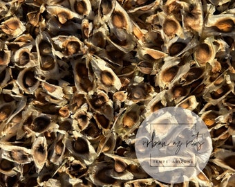 Moringa Seeds - 25 or 50 - Miracle Tree Seeds - Open Pollenated - Organic & Pesticide Free - New Harvest Ready to Plant - Moringa Oleifera