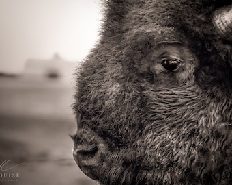 Black and White Buffalo Portrait, American Bison Wall Art,Wildlife Photographic Art Print, Wild Bull Photography, Bison Fine Art