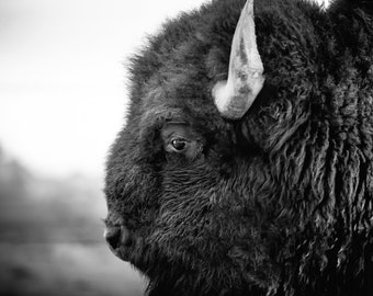 Western Bison Print, Wild West Buffalo, Close Up Black and White Buffalo Wall Art, Wild American Bison, Black and White, Southwest