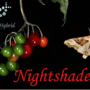 Nightshade perfume oil - 5ml Raspberry, patchouli, vetiver