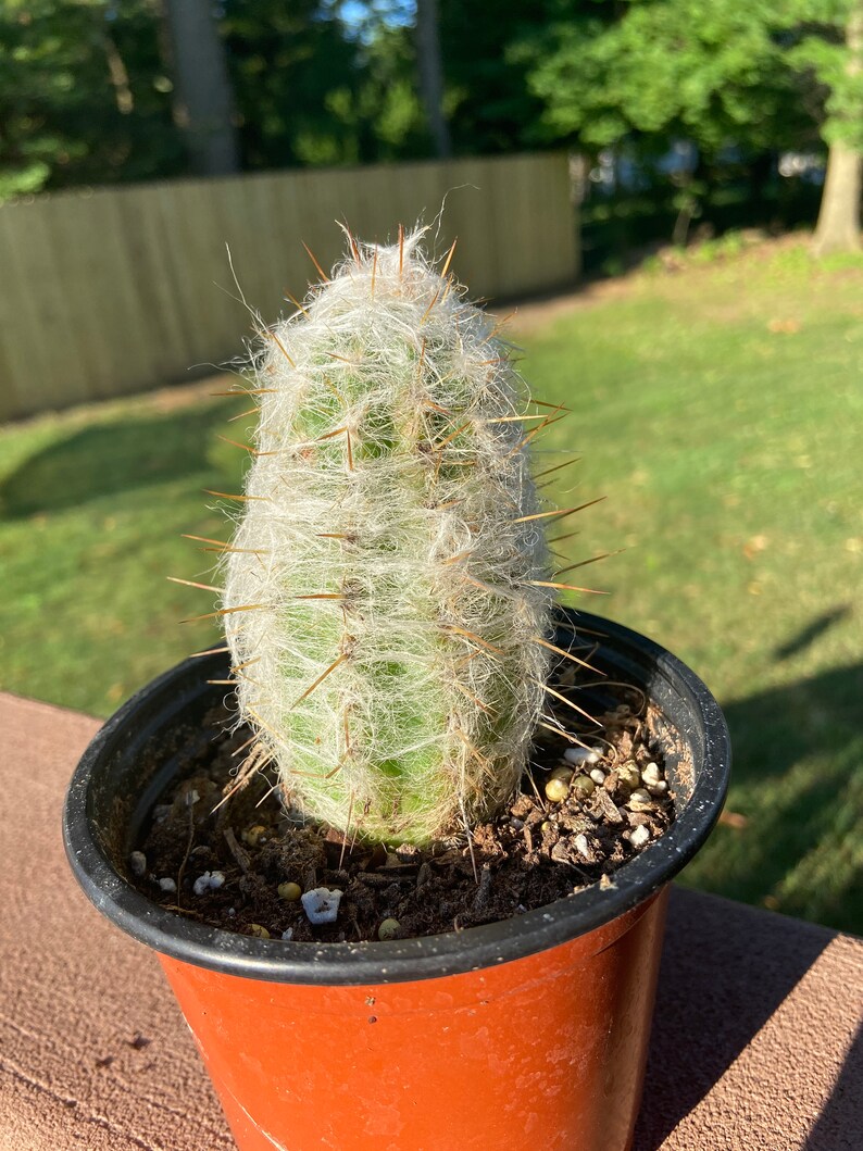OLD MAN CACTUS Huge Espostoa Lanata Peruvian Old Man Cactus | Etsy