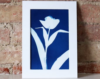 A4 Original Cyanotype Print - Tulip  (supplied mounted but unframed)