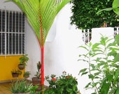 Lipstick Palm Seeds