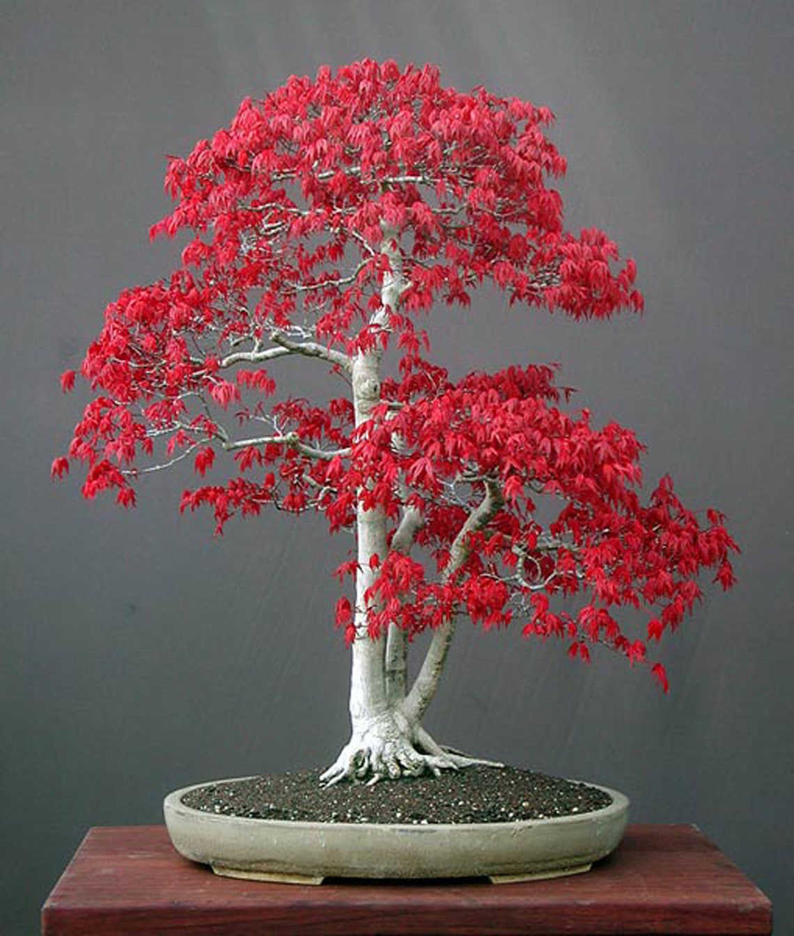 Bonsai Tree Seeds Acer Palmatum Etsy Canada