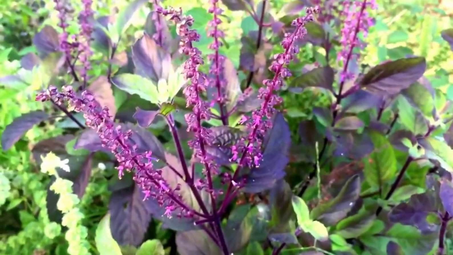 Krishna Tulsi Red Holy Basil Seeds Etsy Australia