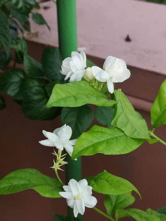 Jasmine Plant Seeds Divine Beautiful Fragrance Etsy
