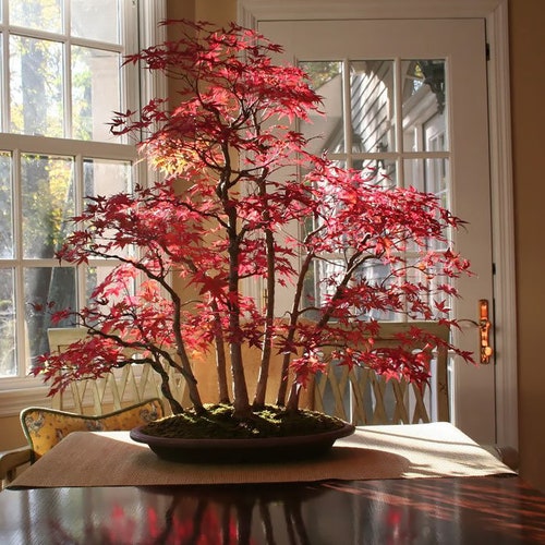 Japanese Maple Bonsai Seeds Etsy Canada