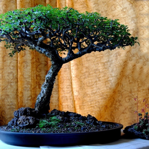 Bonsai Tree Seeds Blue Jacaranda Etsy