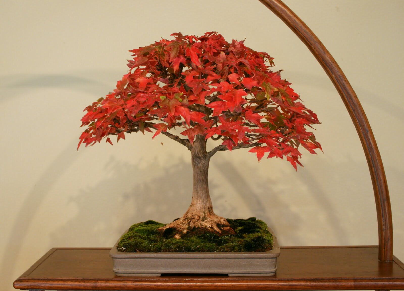 Bonsai Tree Seeds Red Maple Etsy Canada