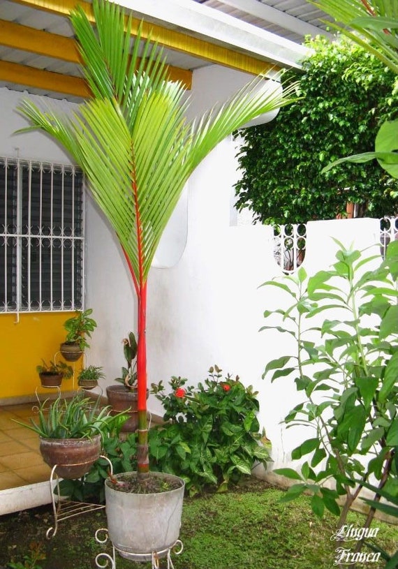 Lipstick Palm Seeds Etsy