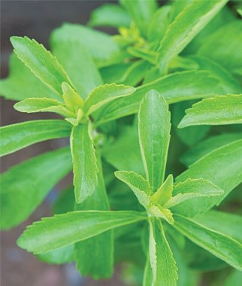 Stevia Plant Seeds Grow Your Own Natural Sweetener Etsy
