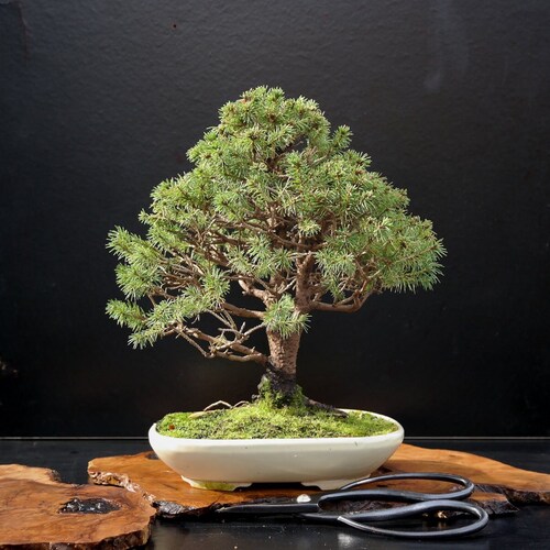Bonsai Tree Seeds White Spruce Etsy Canada