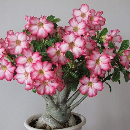 Bonsai Tree Seeds Blue Jacaranda Etsy