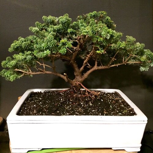 Bonsai Tree Seeds White Spruce Etsy Canada