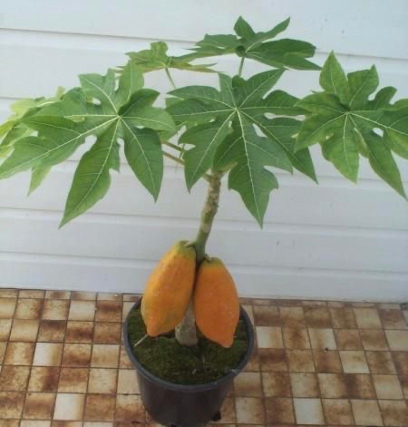 Papaya Tree Seeds Indoor Dwarf Free Shipping Etsy