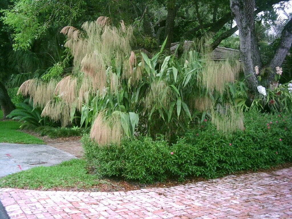 Exotic Large Tiger Grass Seeds Etsy