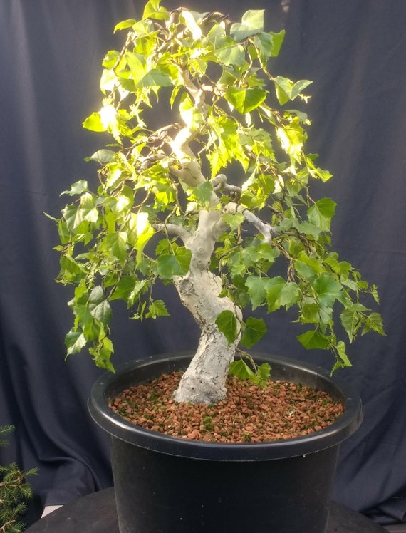 Craft Supplies & Tools Bonsai birch Bonsai tree Plants etna.com.pe