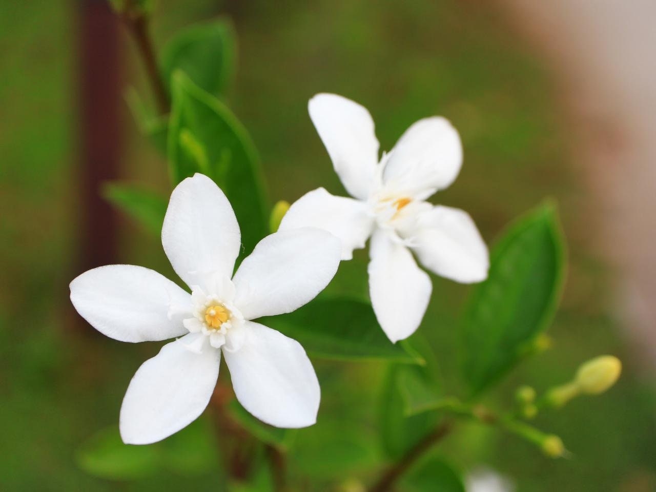 Jasmine Plant Seed Mix Etsy