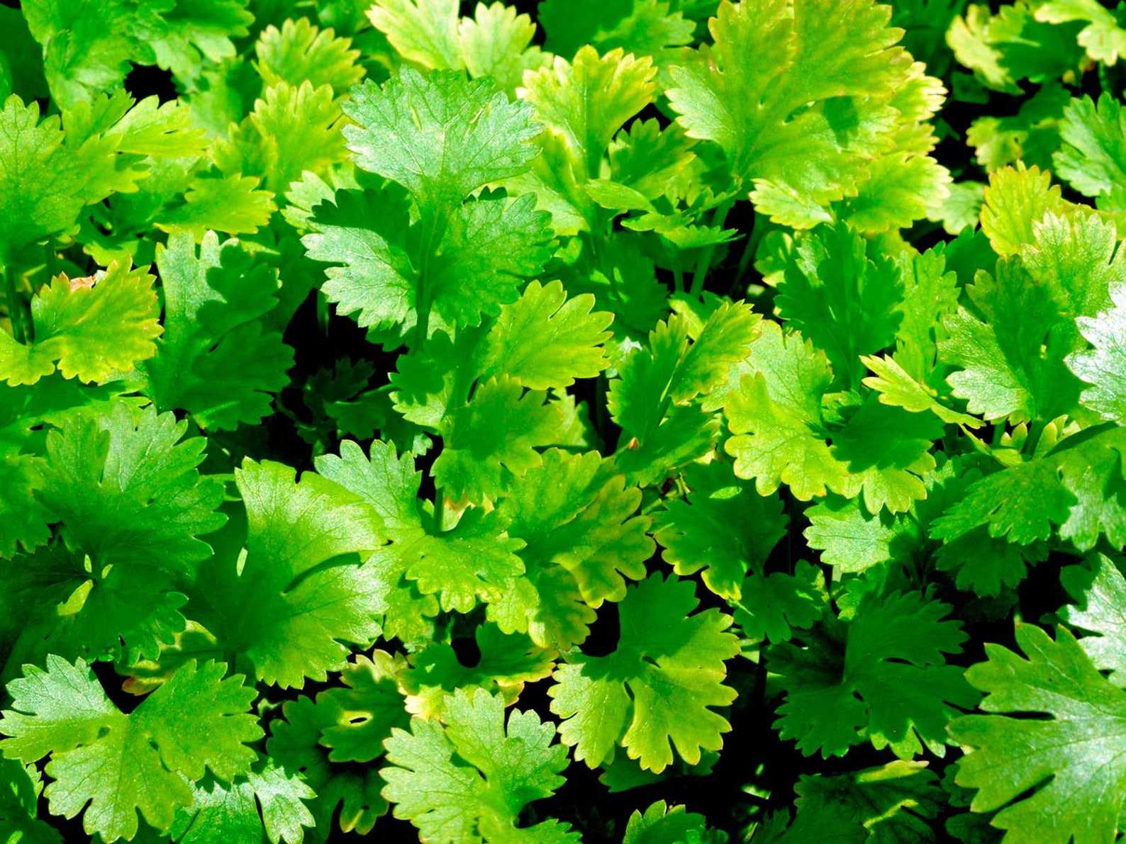 Cilantro Calypso Seeds | Etsy