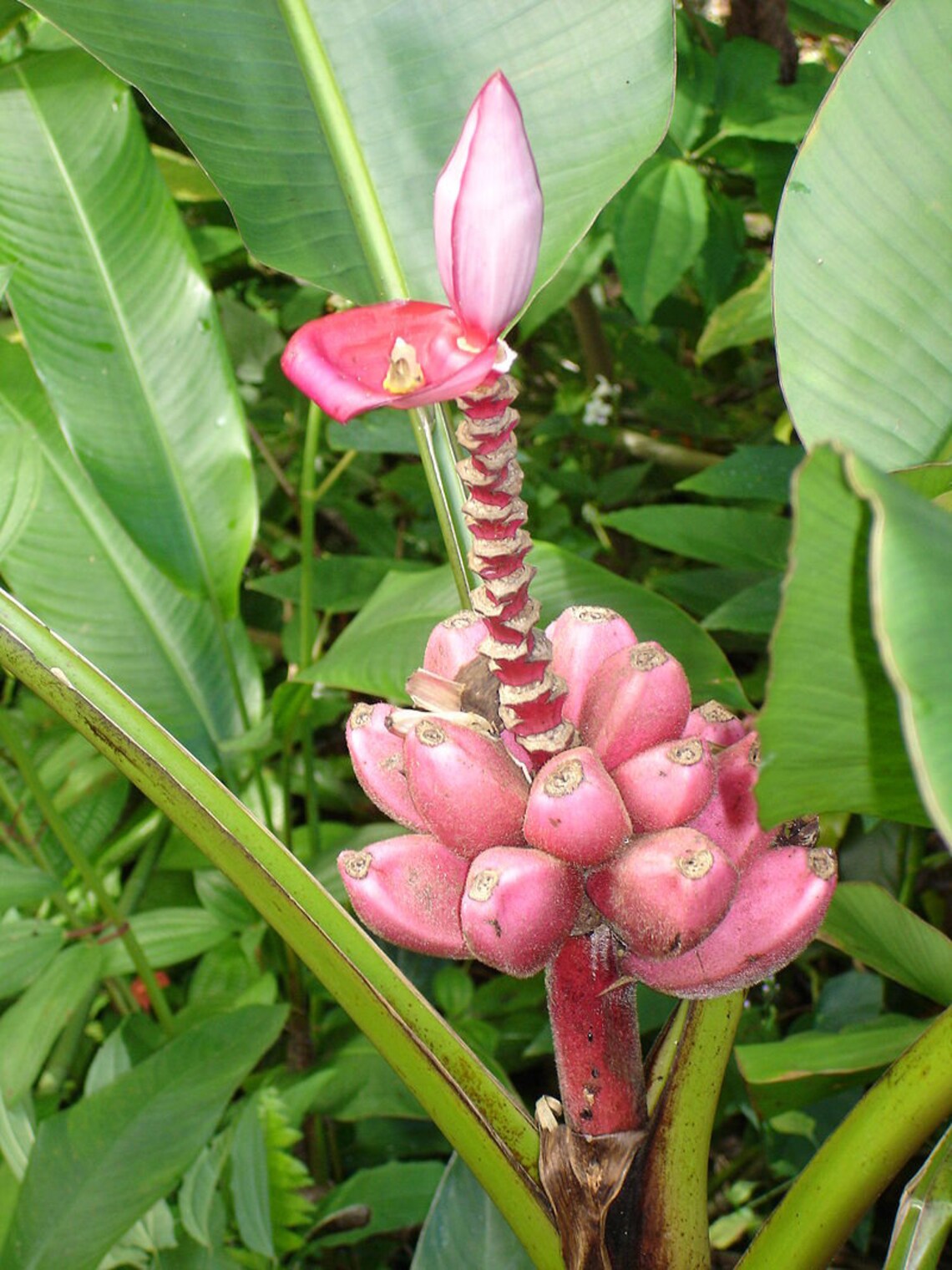 Dwarf Pink Banana Tree Seeds Etsy