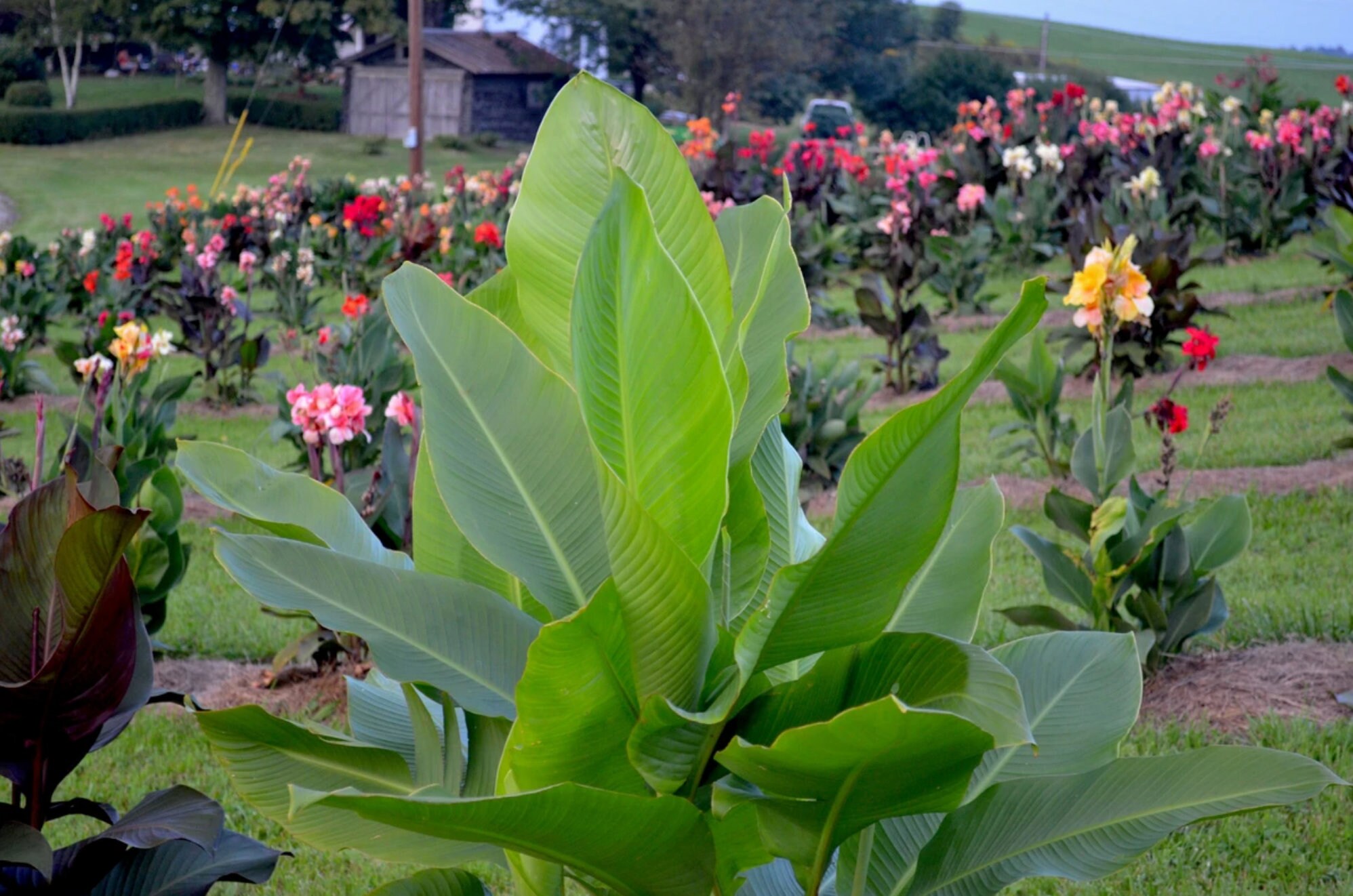Giant Tropical Canna Lily Seeds Etsy