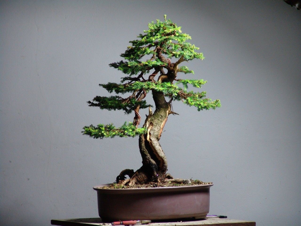 Bonsai Tree Seeds Colorado Blue Spruce Etsy Norway