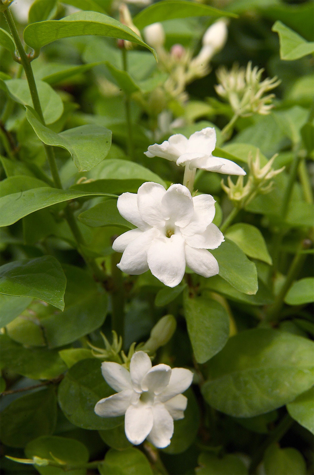 Jasmine Flower Seeds Etsy