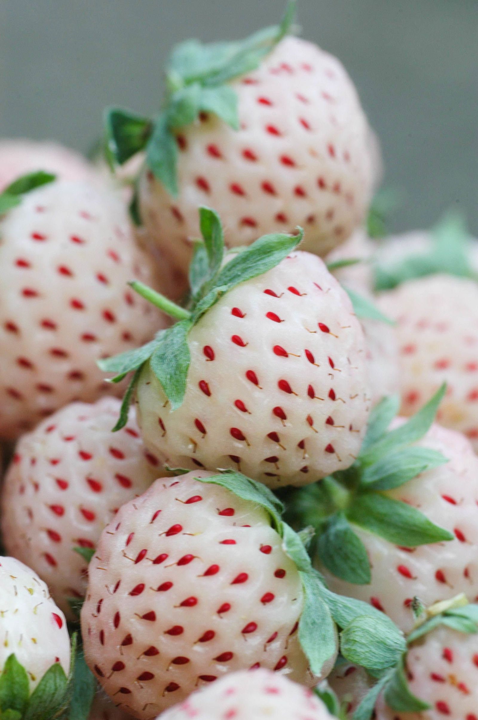 White Strawberry Seeds Etsy