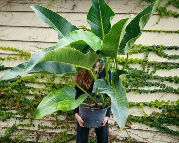 Rare Philodendron Davidsonii Seeds Etsy