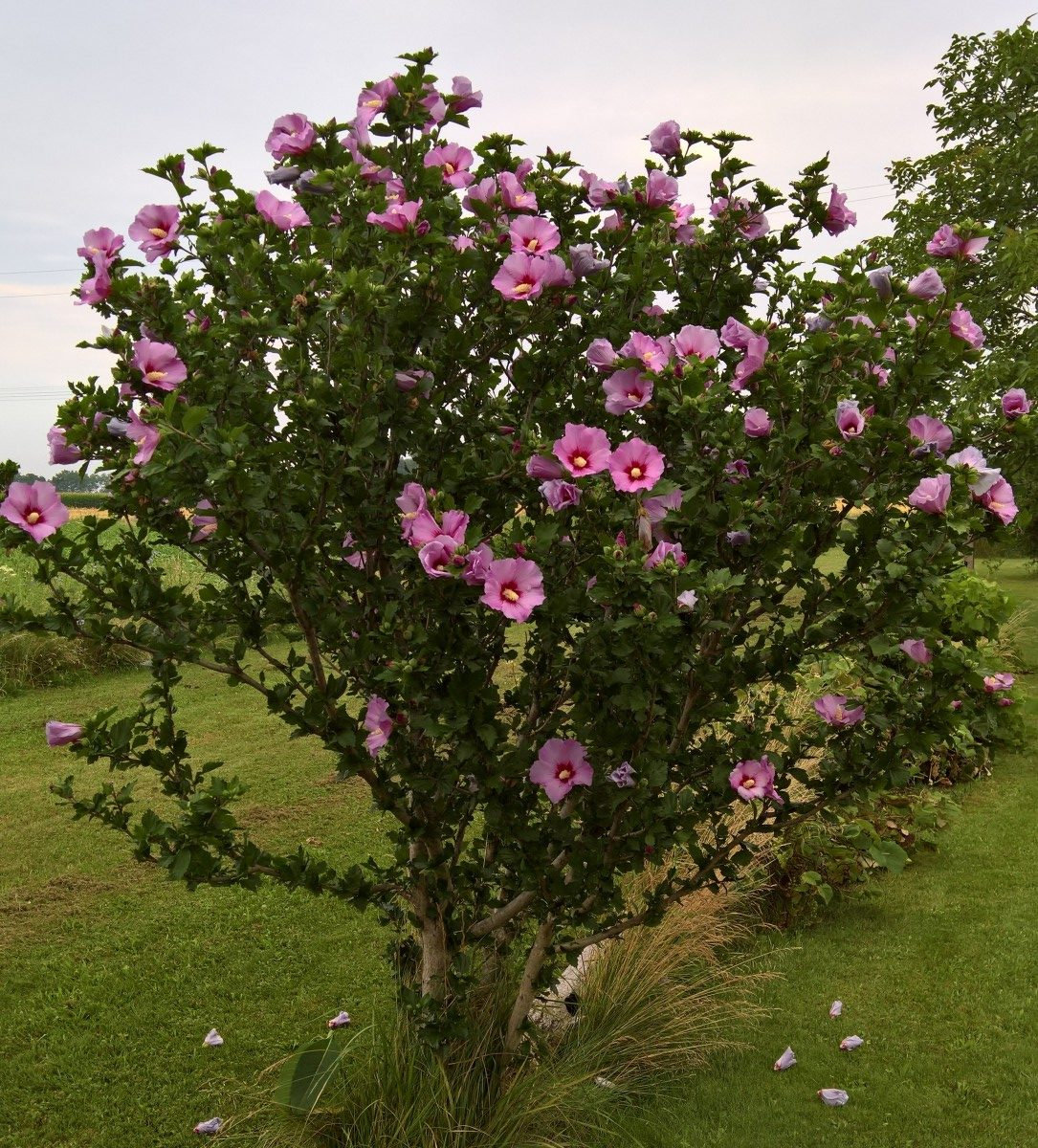 Hibiscus Tree Seeds Rose of Sharon Pink Flowering Etsy