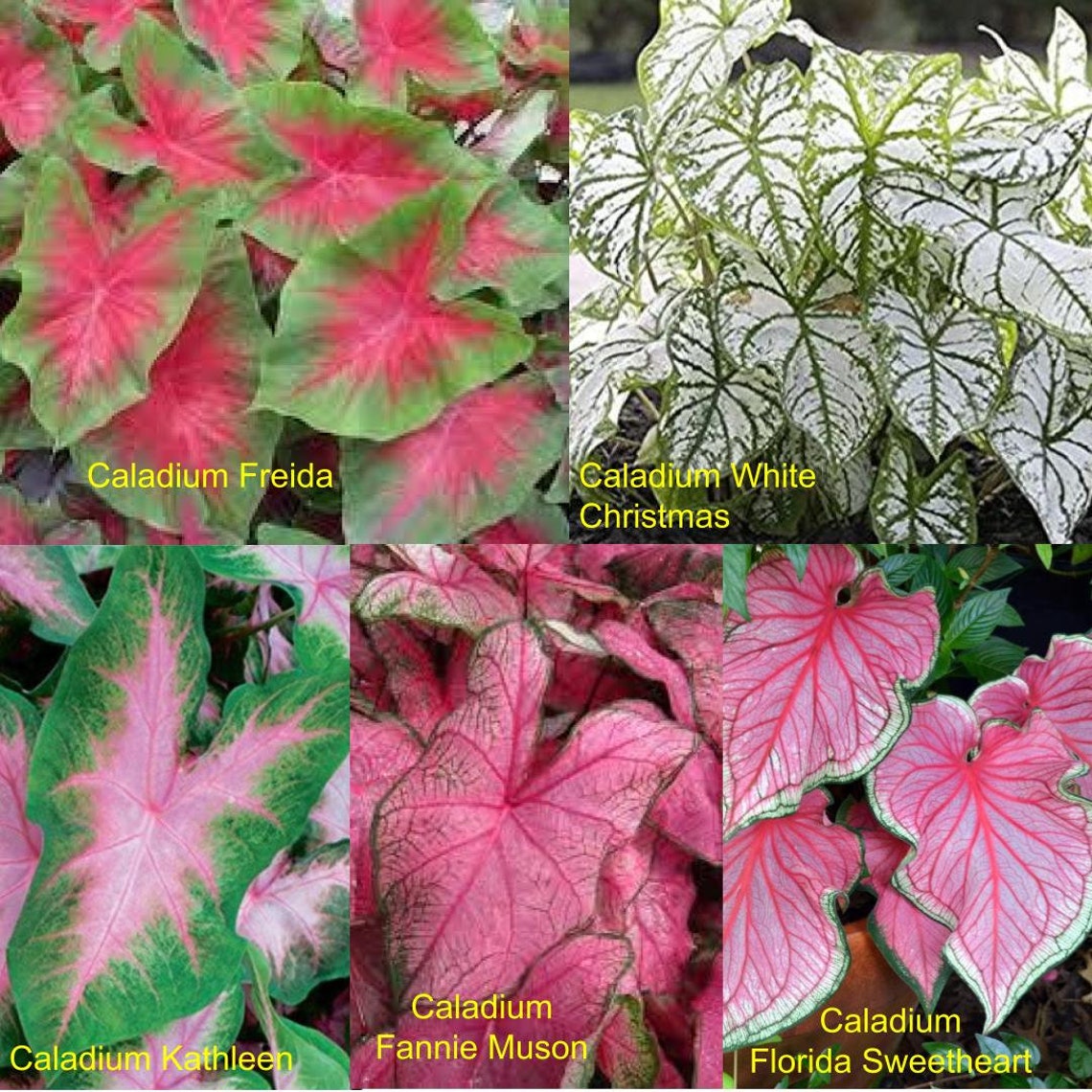 Caladium Bulbs Size 1 or Jumbo Bulb Etsy