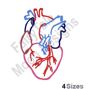 May include: A line art illustration of a human heart with red, blue, and black lines. The heart is shown with the aorta, pulmonary artery, and vena cava.