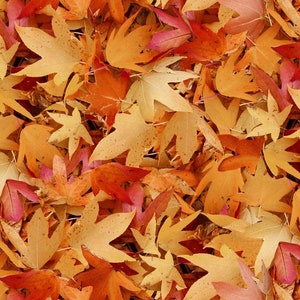 Autumn Leaves - Natural Treasures 2 - Fabric By The Yard - 100% Cotton - Blank Quilting - 8625-30