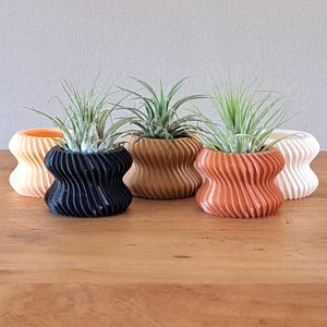 May include: Five decorative, wavy-shaped planters in various colours: orange, black, brown, reddish-orange, and white. Each planter holds a small air plant with green leaves. The planters are arranged on a wooden surface.