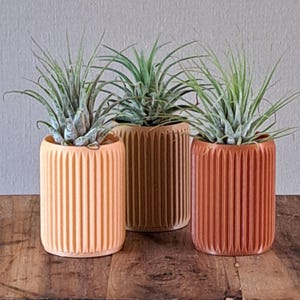 May include: Three cylindrical planters in peach, brown, and terracotta, each with vertical ribbed detailing. The planters hold air plants with long, green leaves. The arrangement is set on a wooden surface, creating a natural aesthetic.