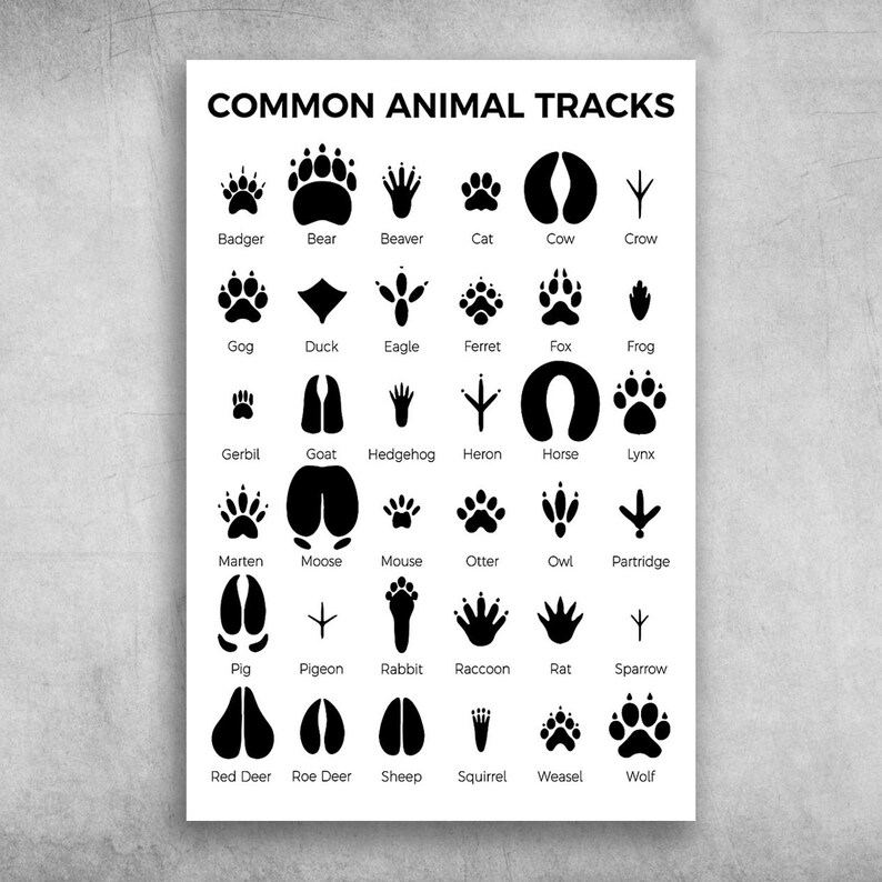 Common Animal Tracks Cute Paw Canvas Framed Poster Wall Etsy
