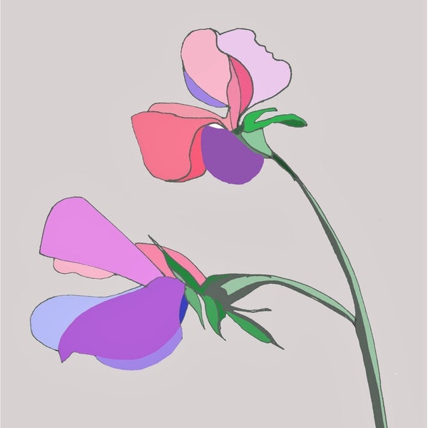 Sweet Pea Art Card from original drawing, Contemporary sweet pea blank card, Simple pink & purple floral design, Garden flower card blank