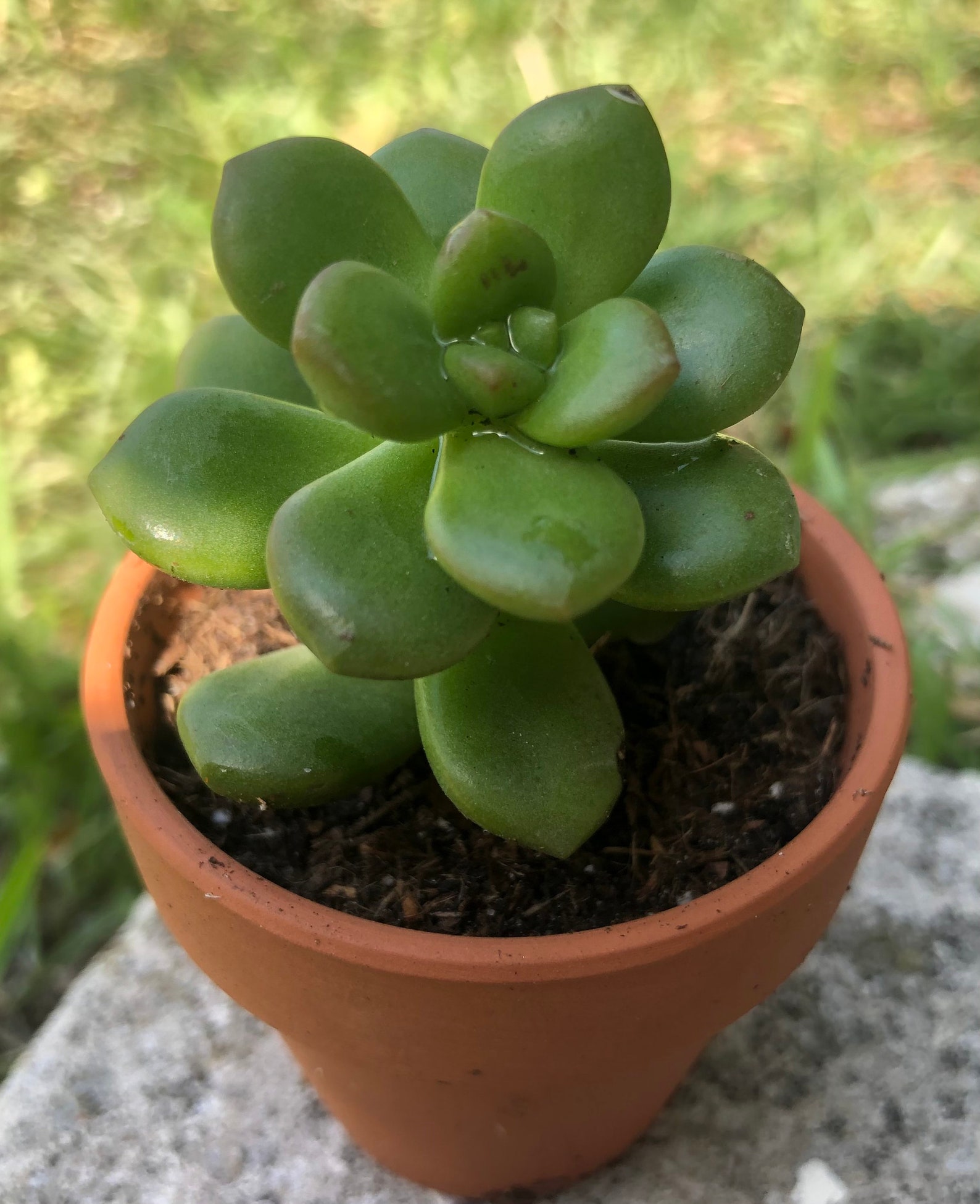 Golden sedum succulent sedum adolphii stonecrop golden | Etsy