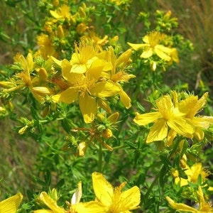 May include: A close-up of a cluster of bright yellow St. John's Wort flowers blooming on a green stem. The flowers have five petals and are surrounded by green leaves.