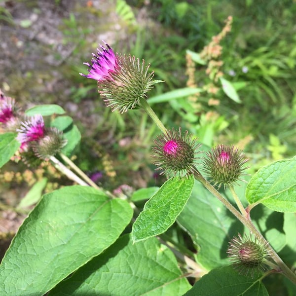 Small Burdock Seeds. Arctium minus seeds. Minor Burdock Seeds