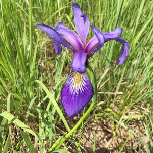 Peut inclure: Une fleur d'iris violette avec des marques jaunes au centre fleurit dans un champ d'herbe verte.